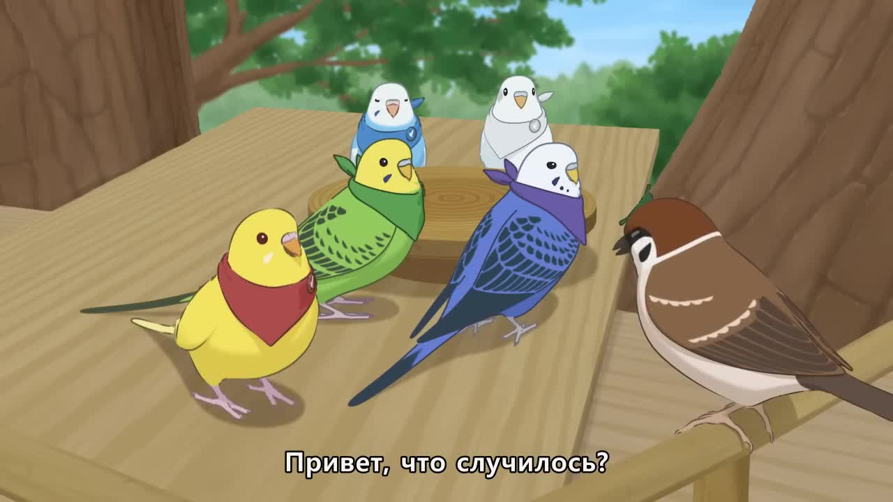 Разноцветные попугаи кадр 1